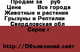 Продам за 50 руб. › Цена ­ 50 - Все города Животные и растения » Грызуны и Рептилии   . Свердловская обл.,Серов г.